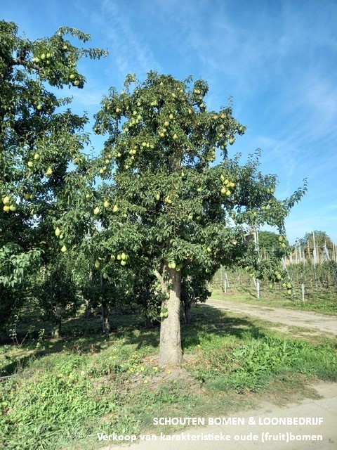 hoogstam perenboom