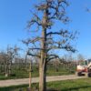 oude hoogstam perenboom