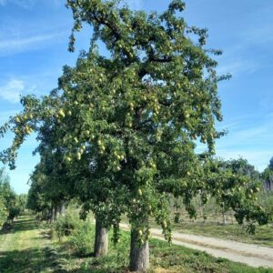 Oude hoogstam perenboom