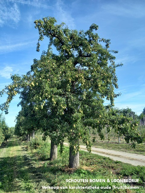 Oude hoogstam perenboom