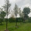 hoogstam sierpeer