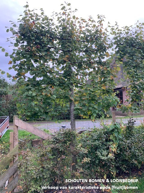 leilinde