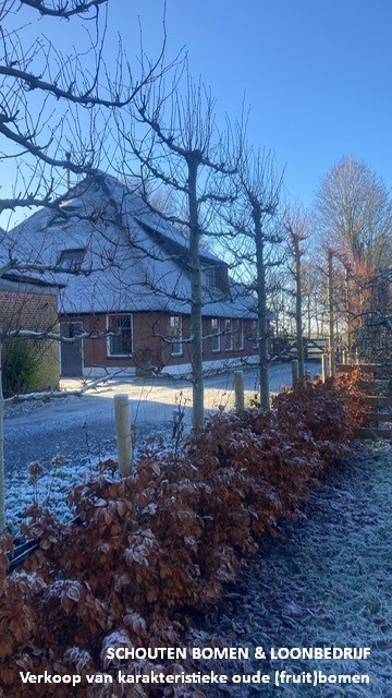 leilinden