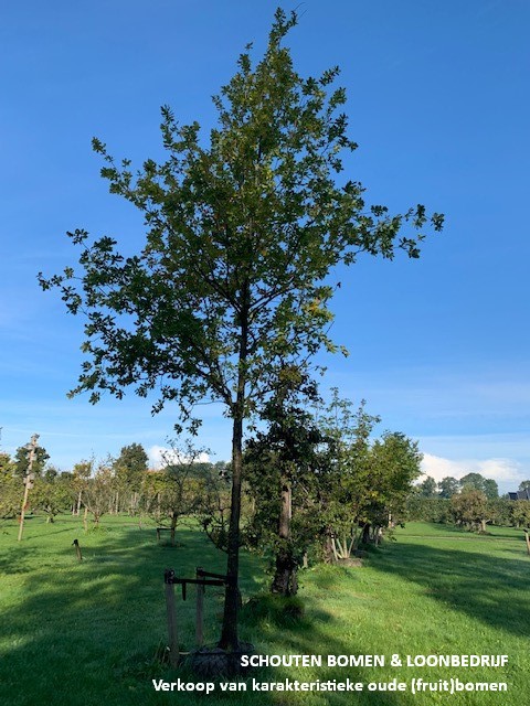 De eigenaar interieur draadloze Zomereik - Schouten Bomen & Loonbedrijf