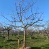 hoogstam appelboom bramley seedling