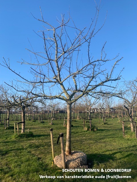 hoogstam appelboom bramley seedling