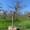halfstam appelboom fruitboom