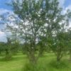 halfstam kersenboom
