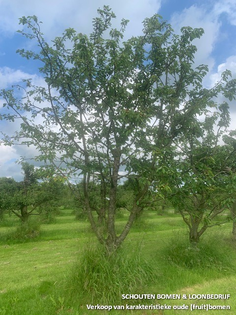 halfstam kersenboom
