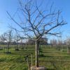 hoogstam appelboom bramley seedling