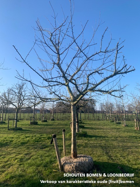 hoogstam appelboom bramley seedling