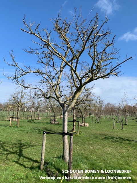 hoogstam pruimenboom