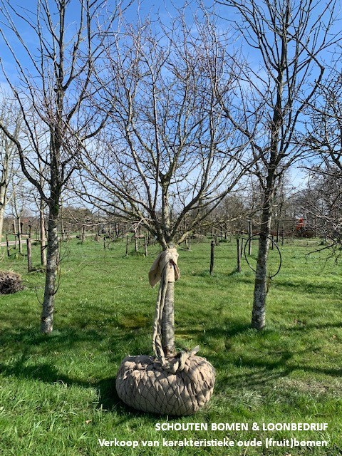 Halfstam pruimenboom