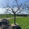 halfstam appelboom Malus