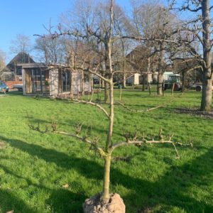 pruimenboom leivorm