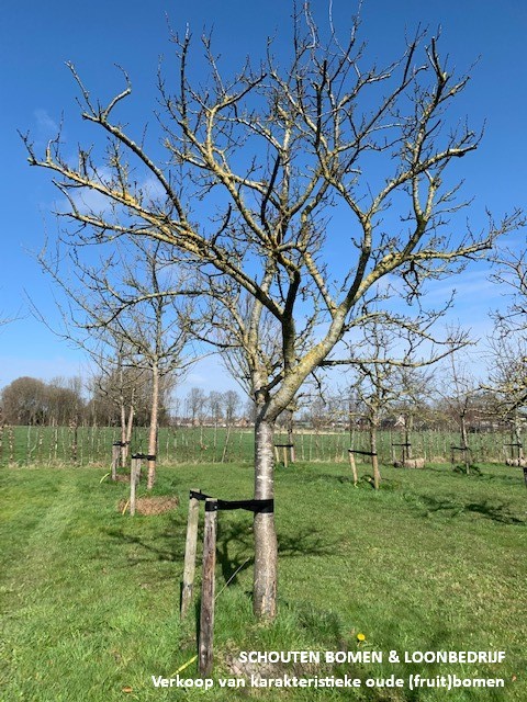 hoogstam pruimenboom