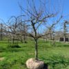 halfstam appelboom fruitboom