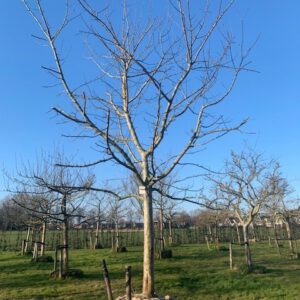 hoogstam appelboom Gravenstein