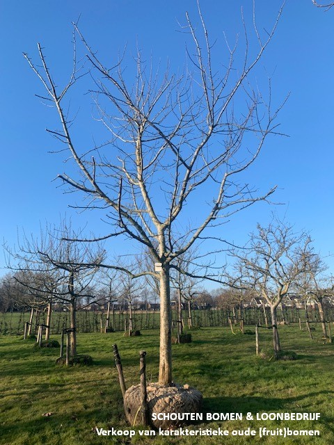 hoogstam appelboom Gravenstein