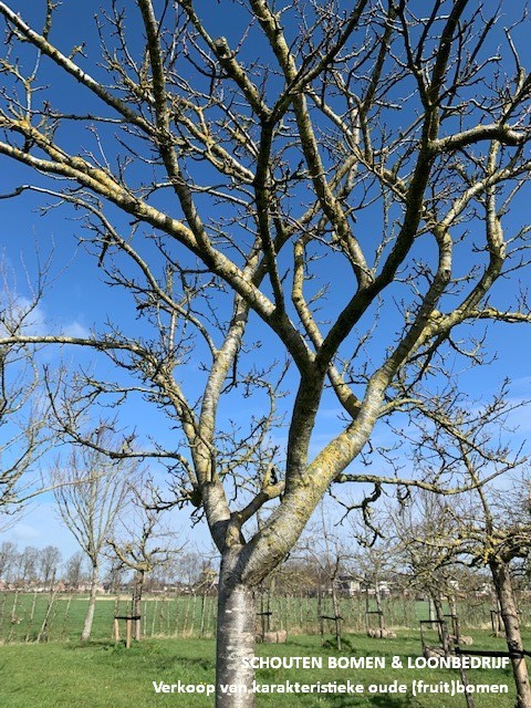 hoogstam pruimenbomen