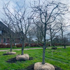 halfstam kersenbomen fruitboom