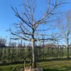hoogstam appelboom bramley seedling