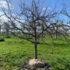 halfstam fruitboom appelboom
