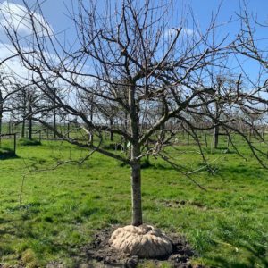 halfstam fruitboom appelboom