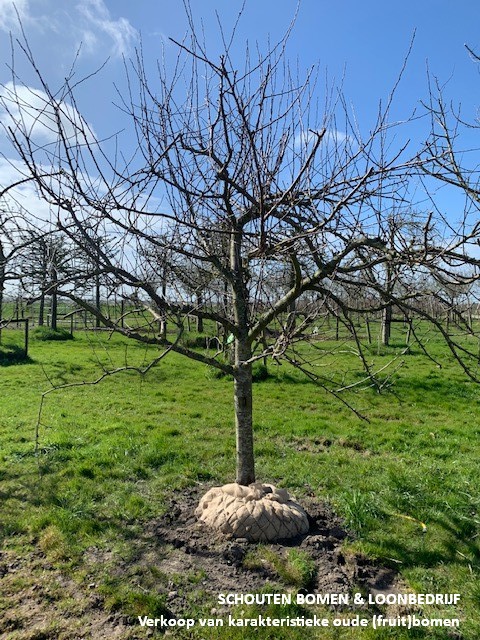 halfstam fruitboom appelboom