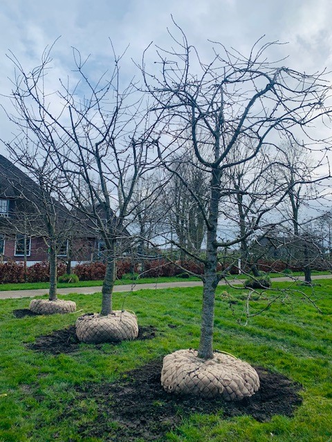 halfstam kersenbomen fruitboom