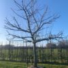 hoogstam appelboom bramley seedling