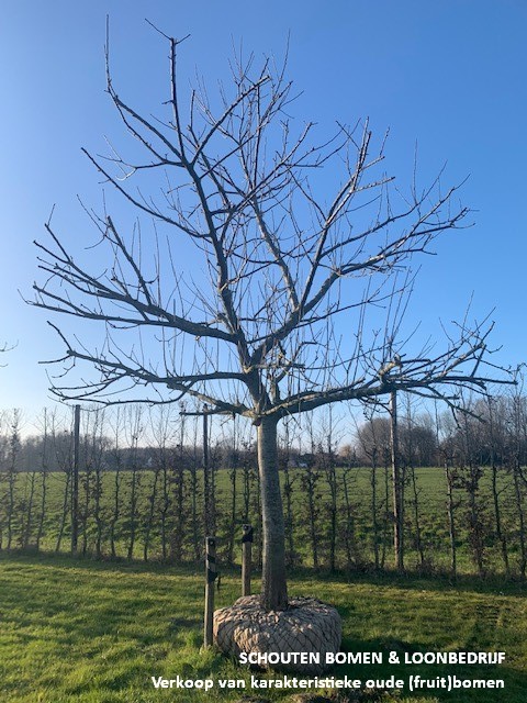 hoogstam appelboom bramley seedling