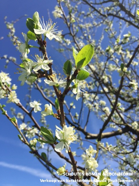 bloesem pruimenboom