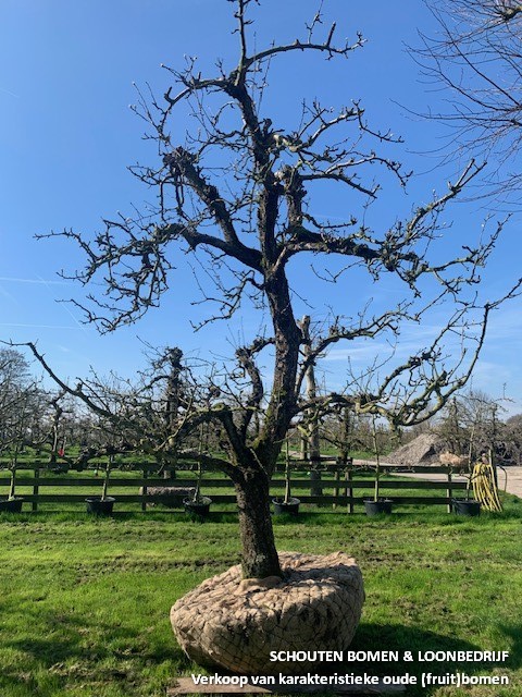oude perenboom