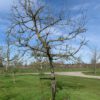 hoogstam appelboom