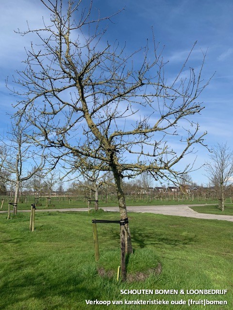 hoogstam appelboom