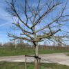 oude appelboom