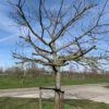 oude appelboom