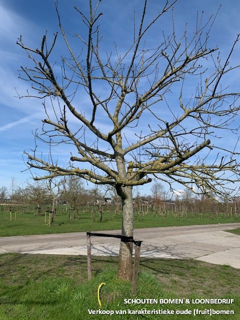 oude appelboom