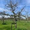 oude fruitboom oude appelboom