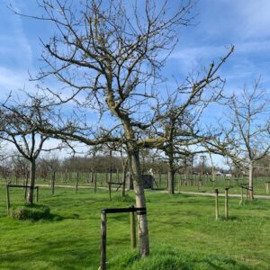 oude fruitboom oude appelboom