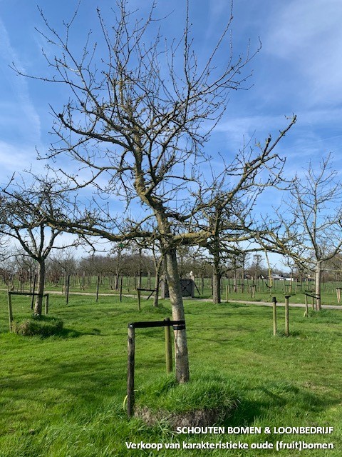 oude fruitboom oude appelboom