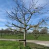 Bramley's Seedling hoogstam appelboom