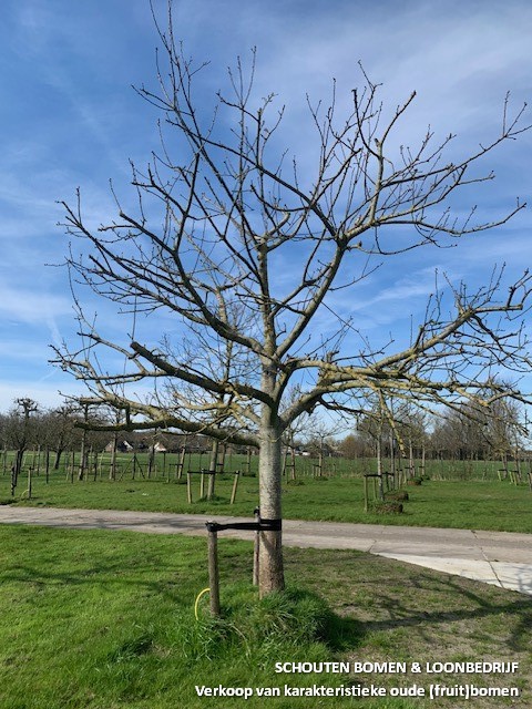 Bramley's Seedling hoogstam appelboom