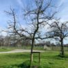 alkmene appelboom hoogstam