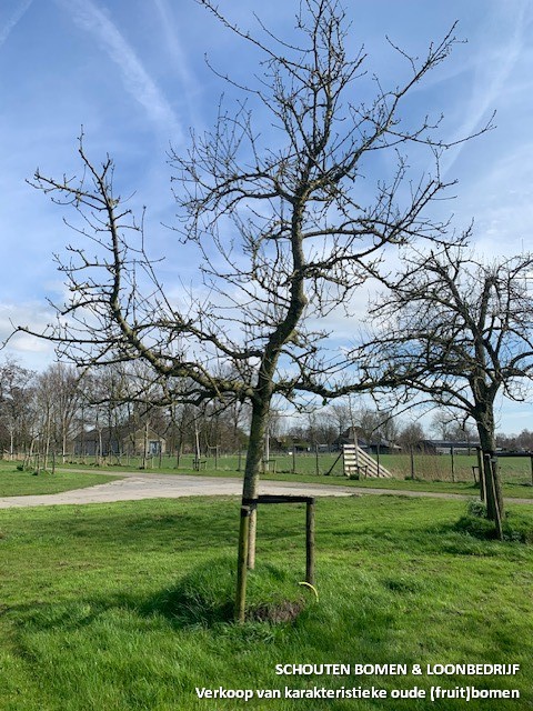 alkmene appelboom hoogstam