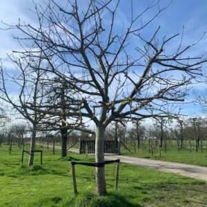 oude fruitboom appelboom