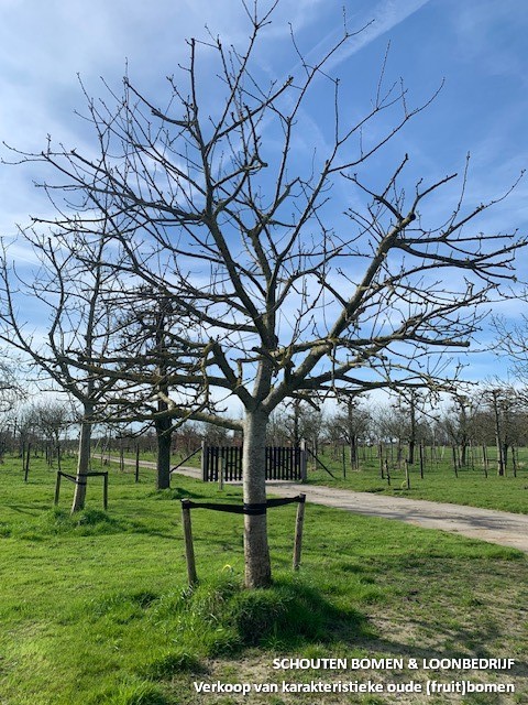 oude fruitboom appelboom