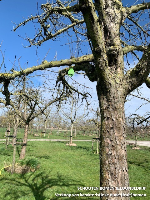 hoogstam appelboom