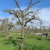 hoogstam appelboom